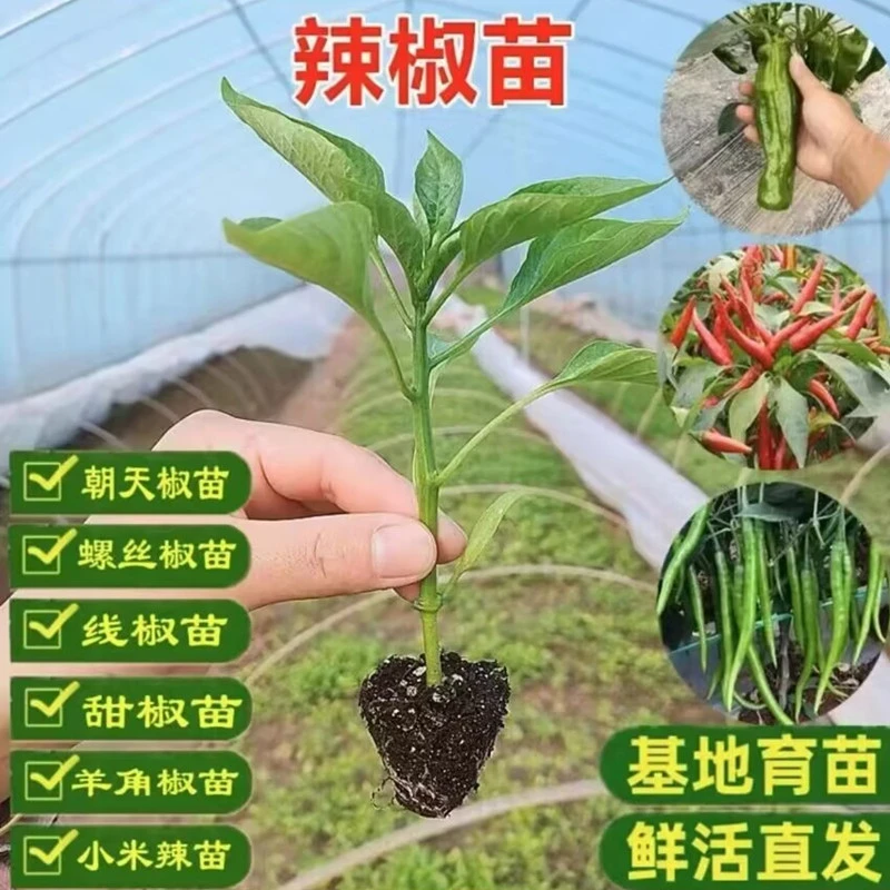 辣椒苗蔬菜种子秧苗朝天椒薄皮辣椒螺丝椒种子四季种植地栽盆栽