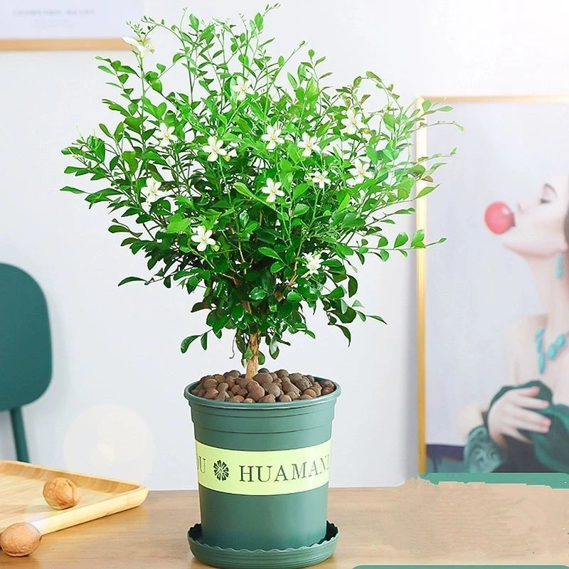 九里香盆栽植物浓香四季开花室内阳台庭院好养绿植