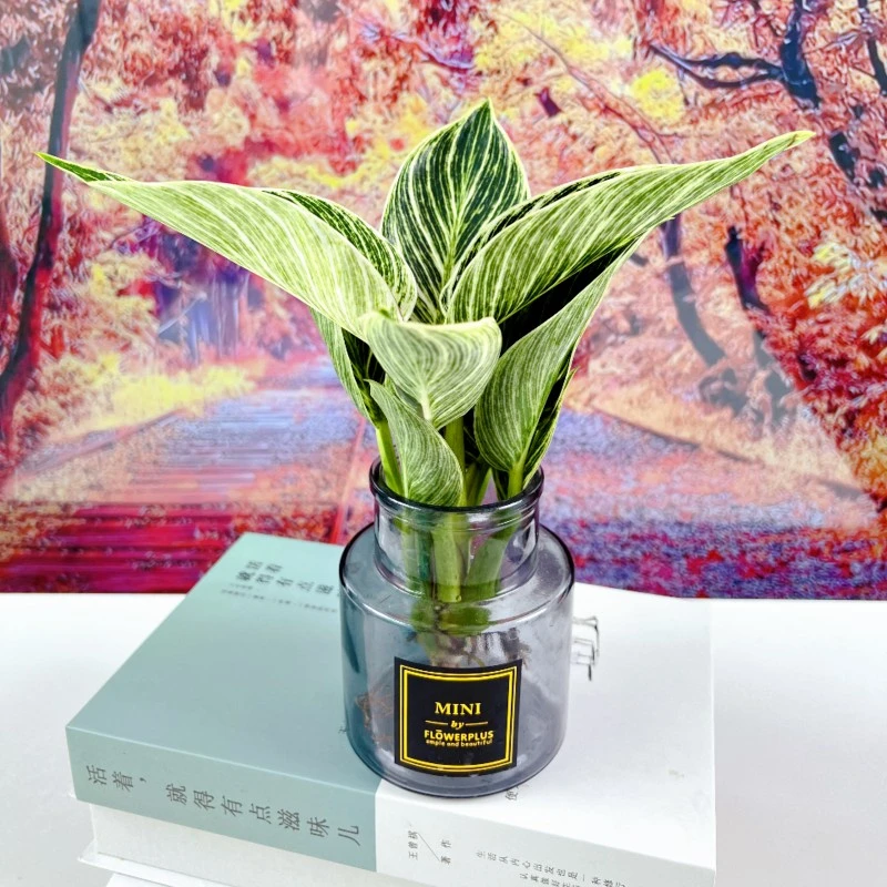 铂金钻水培绿植盆栽四季常绿