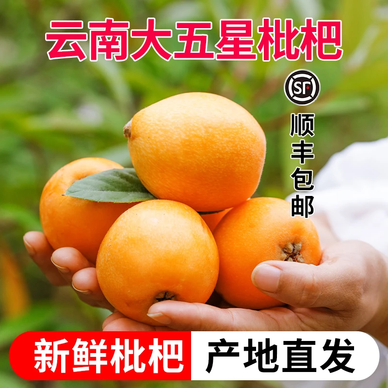 【顺丰包邮】云南大五星枇杷鲜果新鲜枇杷大果云霞琵琶水果3/5斤