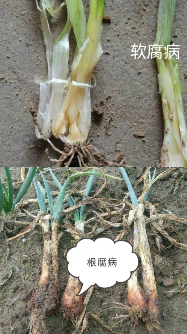 大蒜软腐病根腐病解决方案