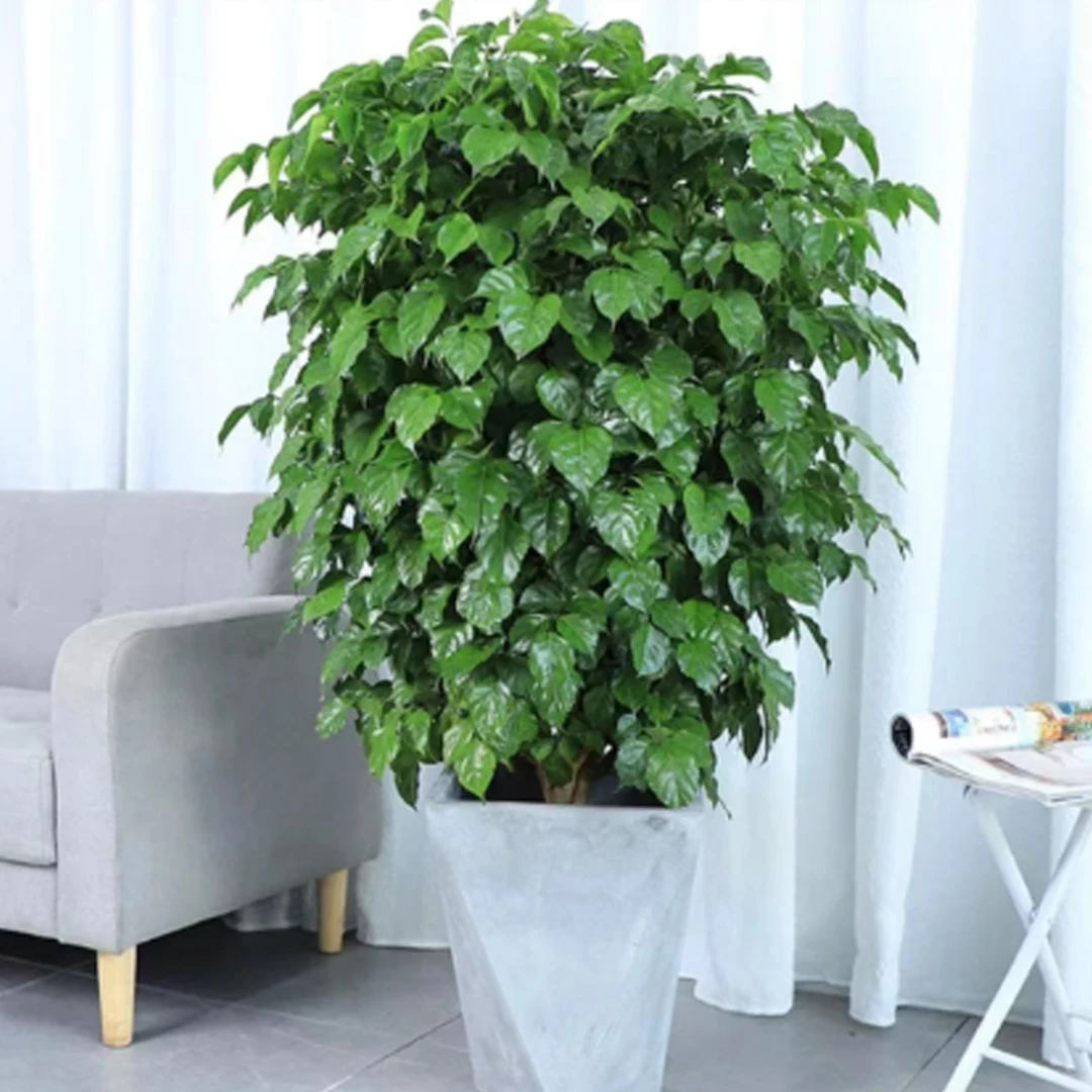 丛生绿宝幸福树好养绿植四季常青常绿花卉净化空气绿植盆栽植物