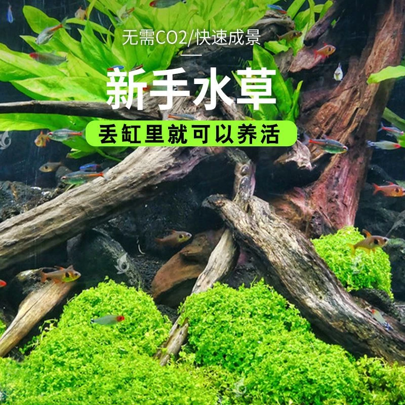 趴地矮珍珠水榕牛毛前中后景草增氧新手套餐造景