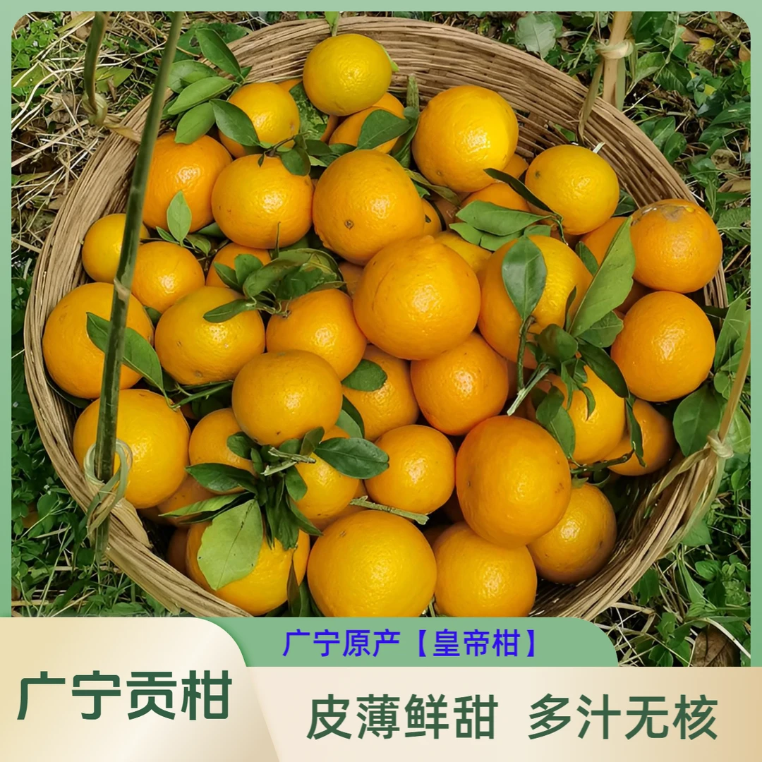 广东广宁特产上林贡柑皇帝柑果园现摘现发鲜甜多汁无核送客佳品