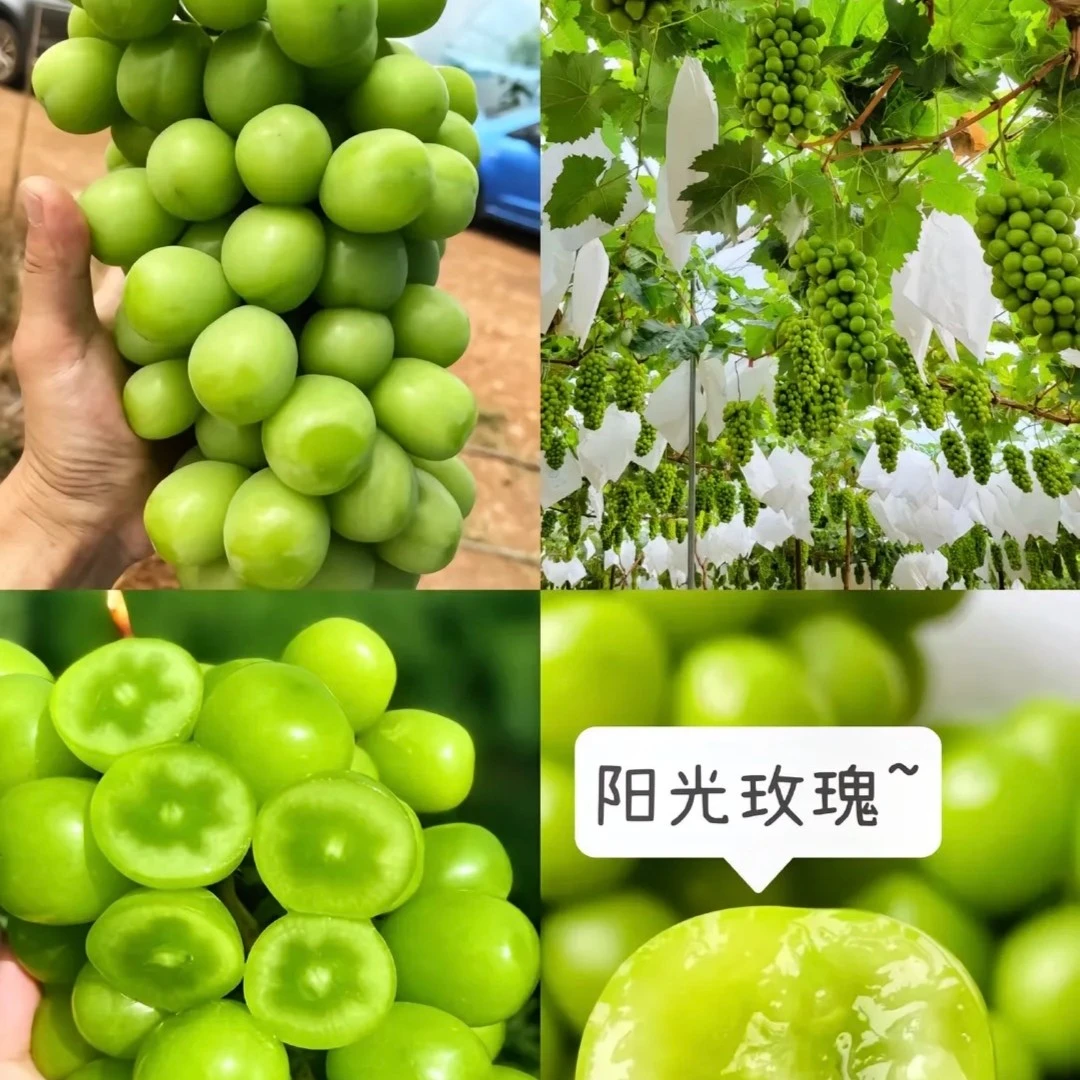 【七夕宠粉】阳光玫瑰2级果4-4.5斤/23.8(箱装)