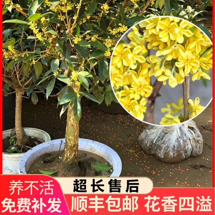老桩桂花树盆景中叶棒棒糖浓香花开260天欧美风格打木架老桩盆景