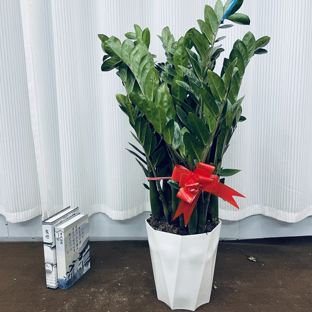 大盆金钱树原生钱串子盆栽植物室内客厅摇树绿植四季好养活丰收季