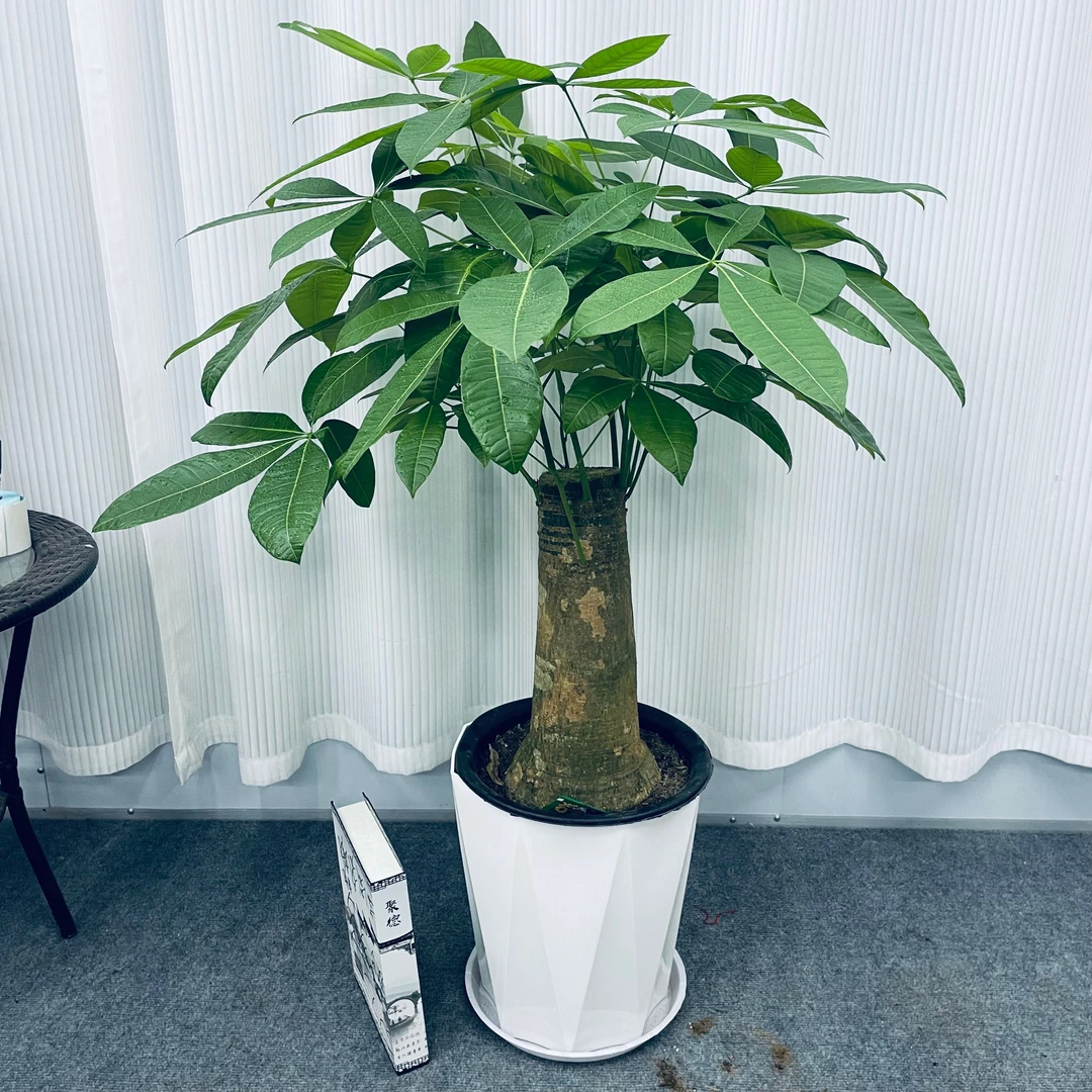 发财树树头台面桌子办公室客厅电视机旁送礼绿植盆栽花卉祛甲大棵