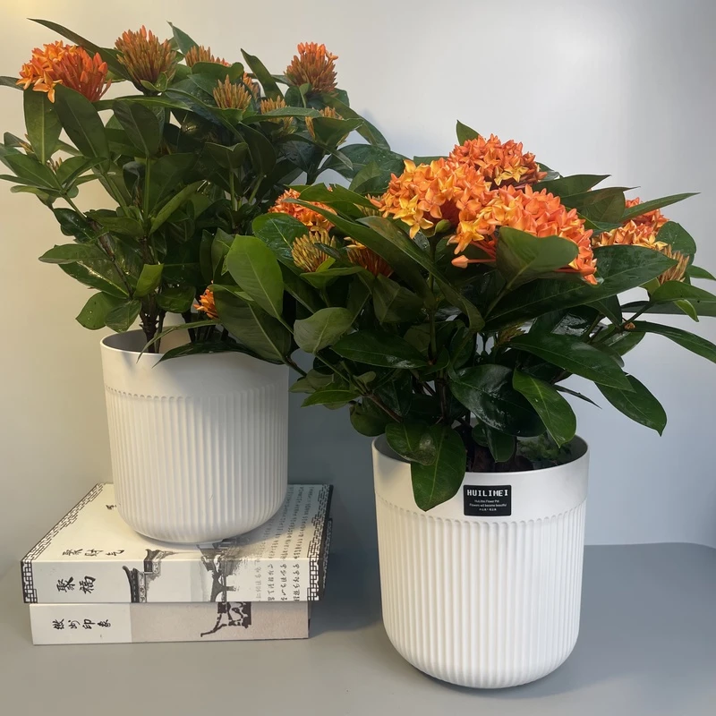 龙船花老桩盆栽带花苞绣球庭院花阳台客厅四季开花爆花  好养耐活