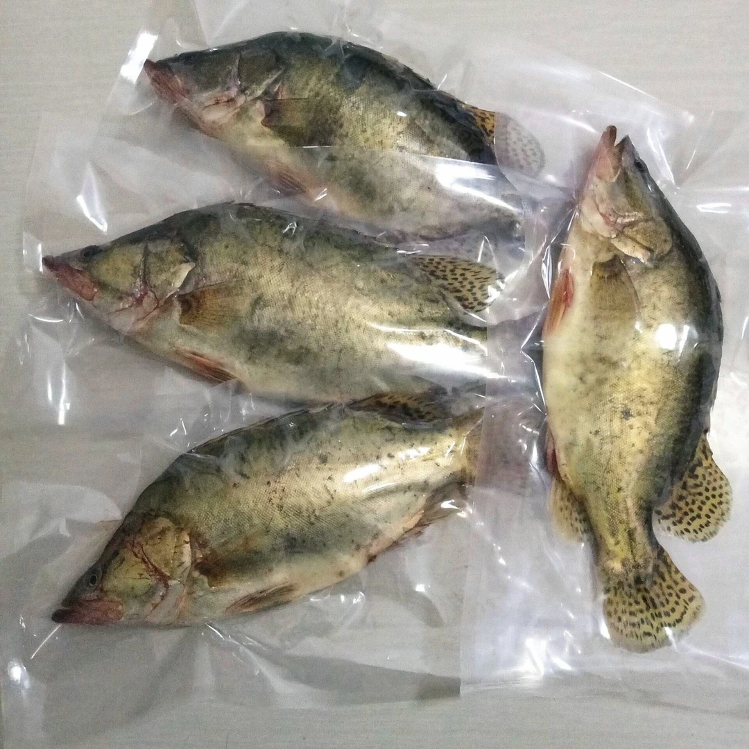 鄱湖鳜鱼卤水鳜鱼新鲜臭鳜鱼现发2.5斤