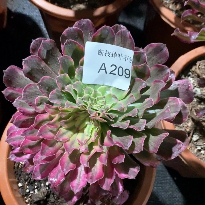 养**趣多肉法师锦系列A209
