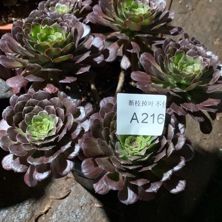多肉法师锦系列A216