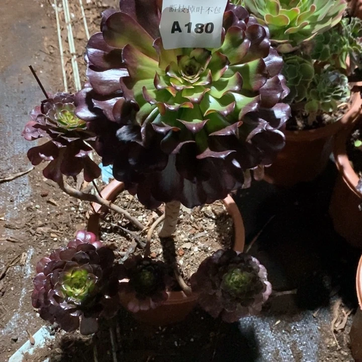 多肉法师锦系列A180