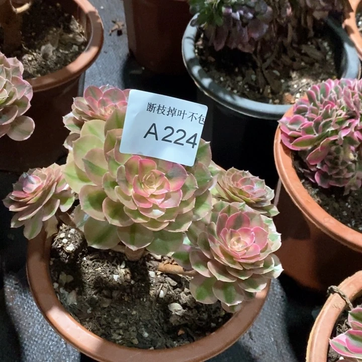 多肉法师锦系列A224