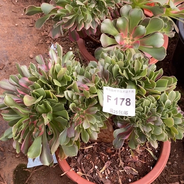 多肉法师香妃缀化F178