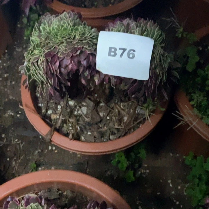 周****2法师缀化老桩B76