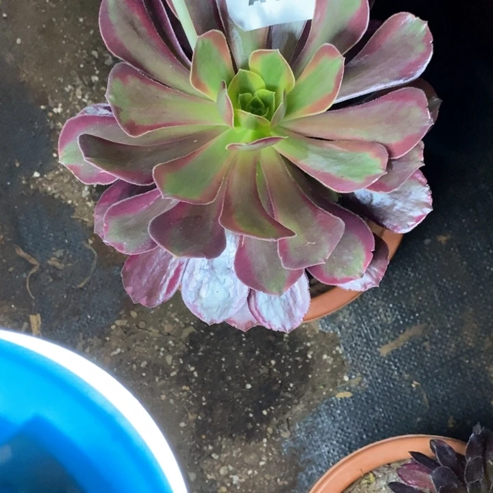 华****记法师老庄老桩A122