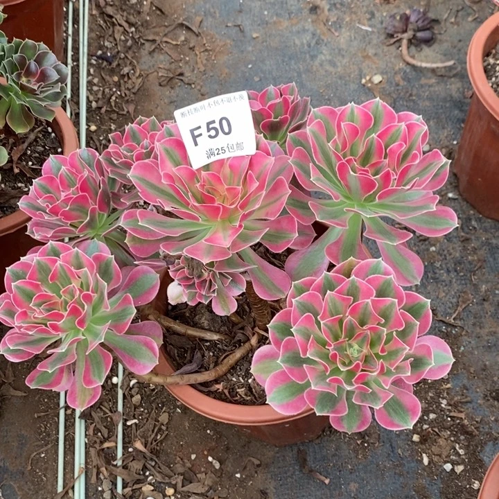 多肉法师女巫F50