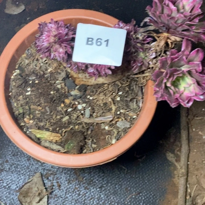 唯*法师老庄缀化B61
