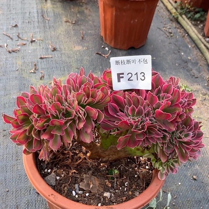 快**兔多肉女巫缀化F213