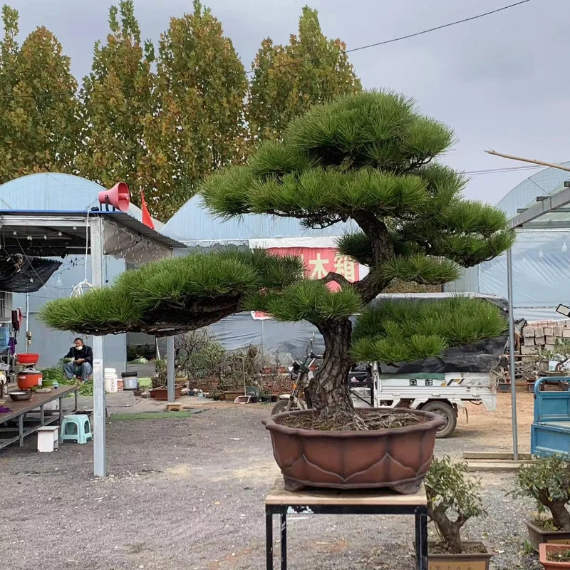 矮霸黑松老桩老盆口黑松造型三河黑松一物一迎客松
