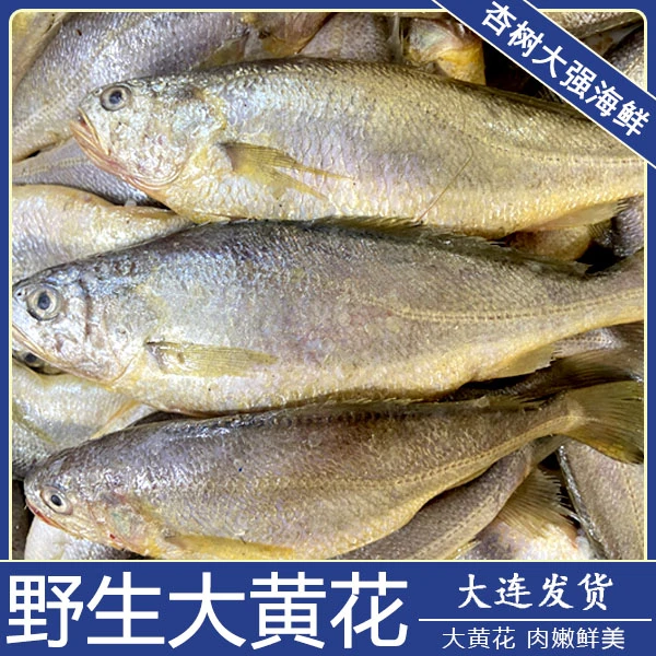 【野生】当地黄花鱼(易破腹 介意勿拍)4斤 顺丰发货