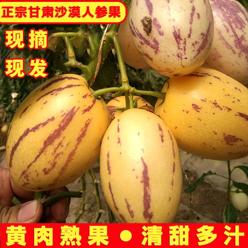 甘肃民勤沙漠人参果采摘新鲜成熟当季果园发货皮薄多汁包邮到家