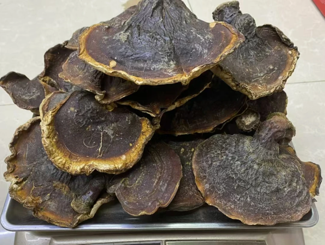 西藏波密松杉灵芝 250克