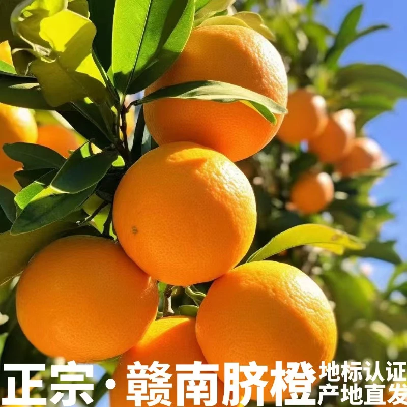赣南脐橙正宗江西赣南脐橙当季新鲜水果脐橙产地现摘现发自家果园
