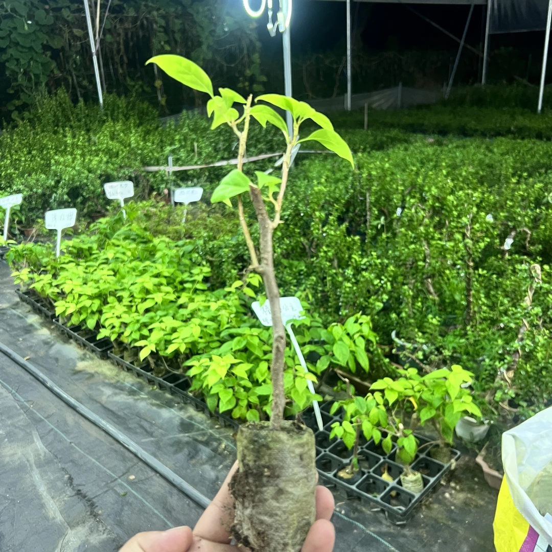 金发女郎原生扦插小苗经典品种开多色的勤花品种