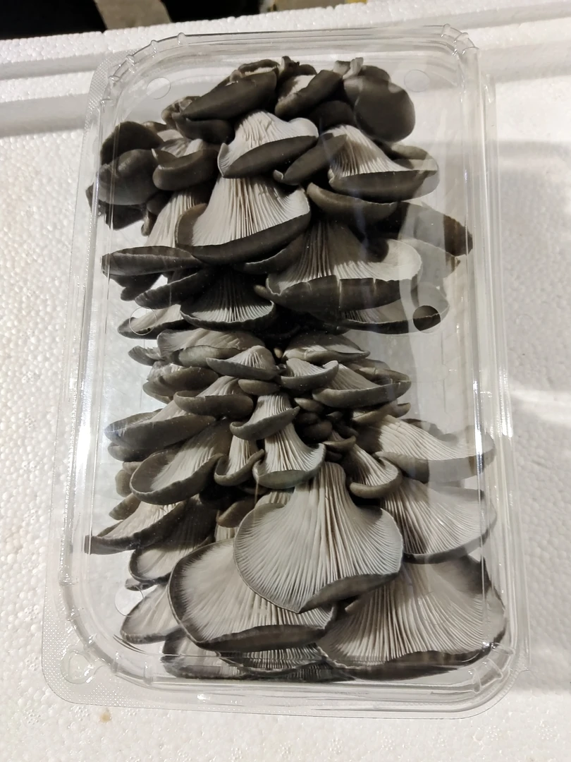 平菇精品2斤装，适合家庭使用，经济实惠