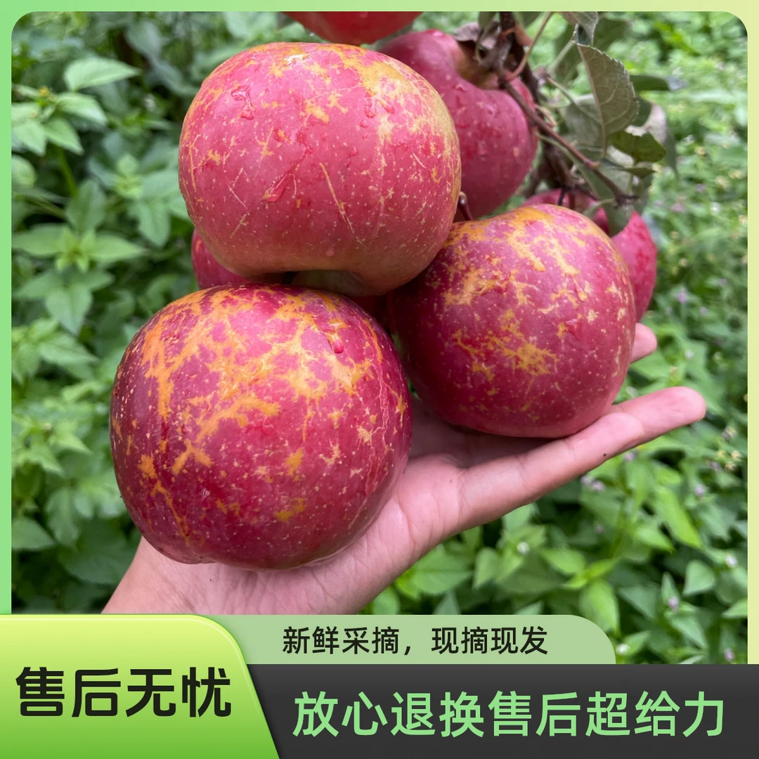 云南昭通丑苹果红富士脆甜多汁产地直发水果苹果新鲜好吃香甜