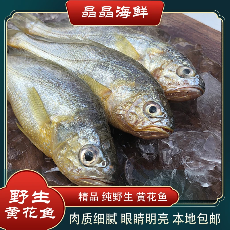 【野生黄花鱼】新鲜海捕黄花鱼优选品质本地包邮4-5斤