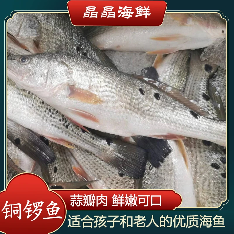 【铜锣鱼】 新鲜海捕铜锣鱼蒜瓣肉