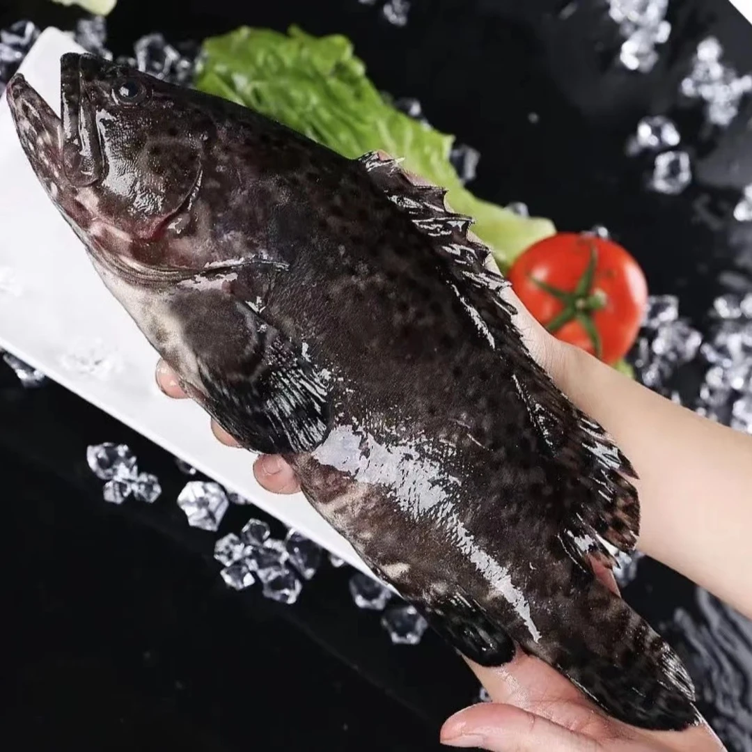 【大号石斑鱼】大号石斑鱼 肉质鲜美 精品海鲜
