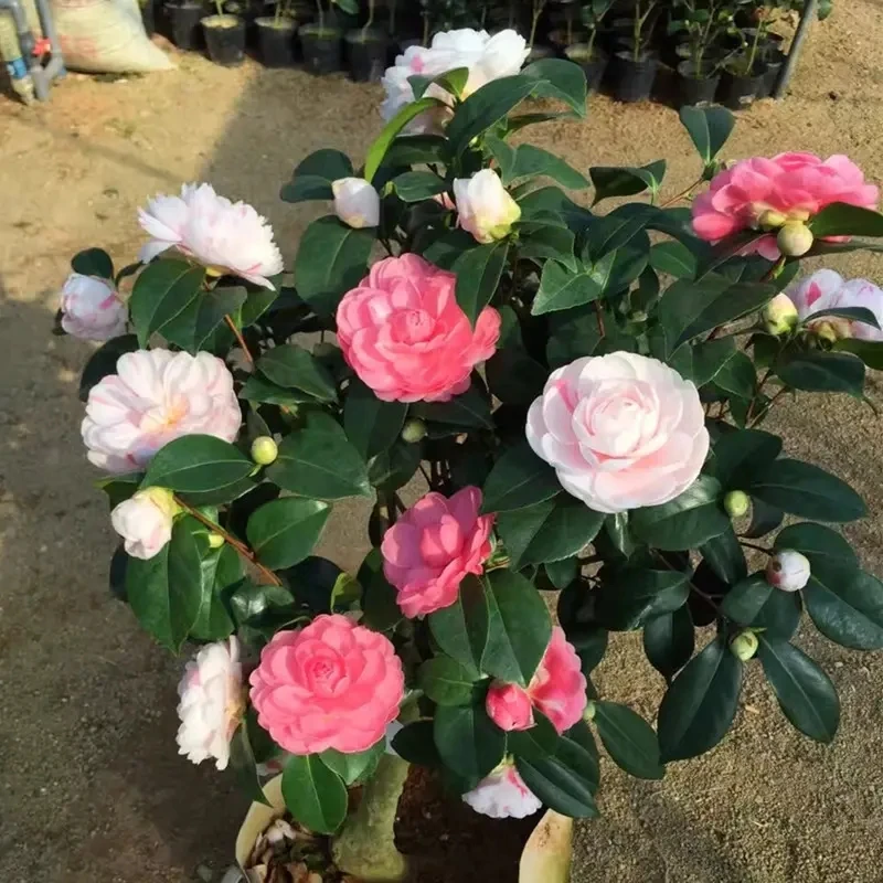 乔依肯得力克山茶花品种茶花高端名贵珍稀花卉盆栽阳台室内外庭院