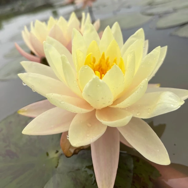 耐寒睡莲保罗花盆花卉四季种植【带叶芽】