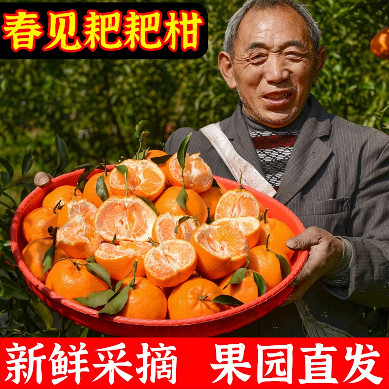 ⑥四川春见耙耙柑粑粑柑干新鲜皮薄无核无籽采摘优质甄选优质多汁