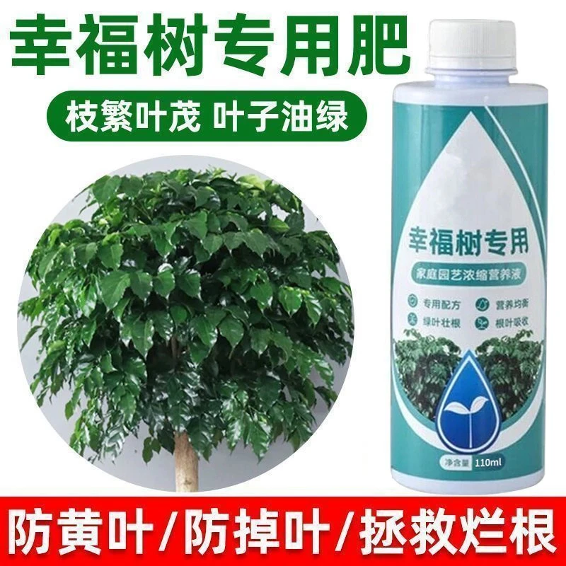 正品幸福树专用养护肥料防治黑斑肥料和幸福树专用营养液