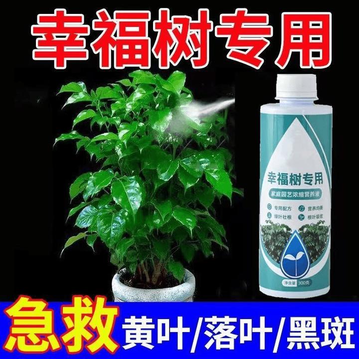 幸福树专用肥营养液室内盆栽绿植防黄叶掉叶植物通用液体水溶肥料