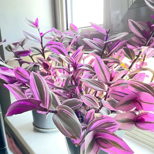 油画婚礼吊兰小盆栽紫露兰花室内办公室花卉绿植多肉水培垂吊植物