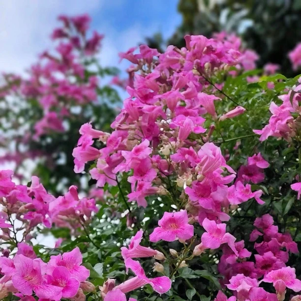 四季凌霄盆栽爬藤植物攀爬树桩藤本庭院养护酸性种植花卉耐寒耐热