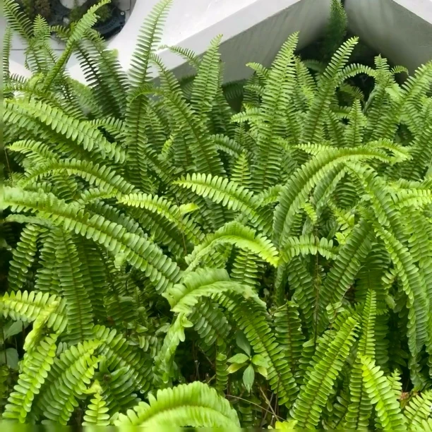 肾蕨植物盆栽室内净化空气桌摆好养耐阴客厅吸甲醛庭院观叶排骨草