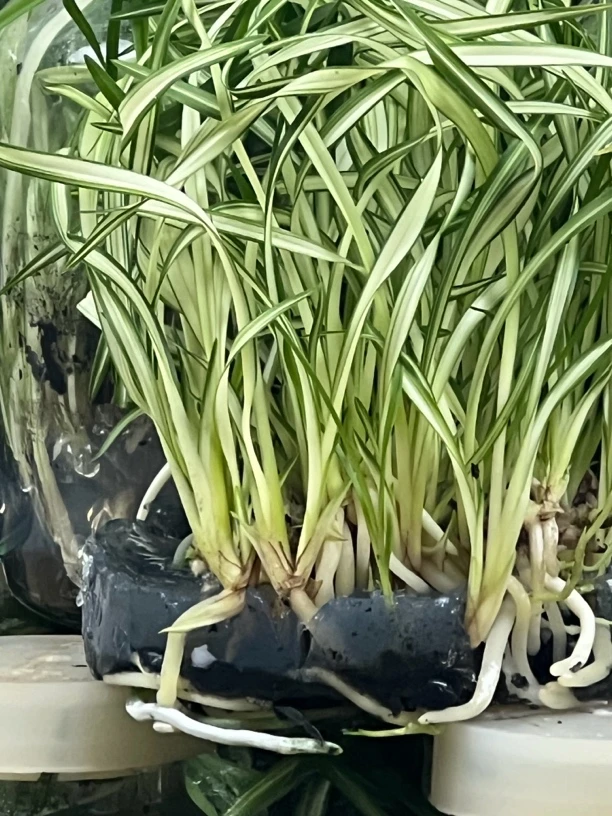 兰花苗浓香花卉花艺双全
