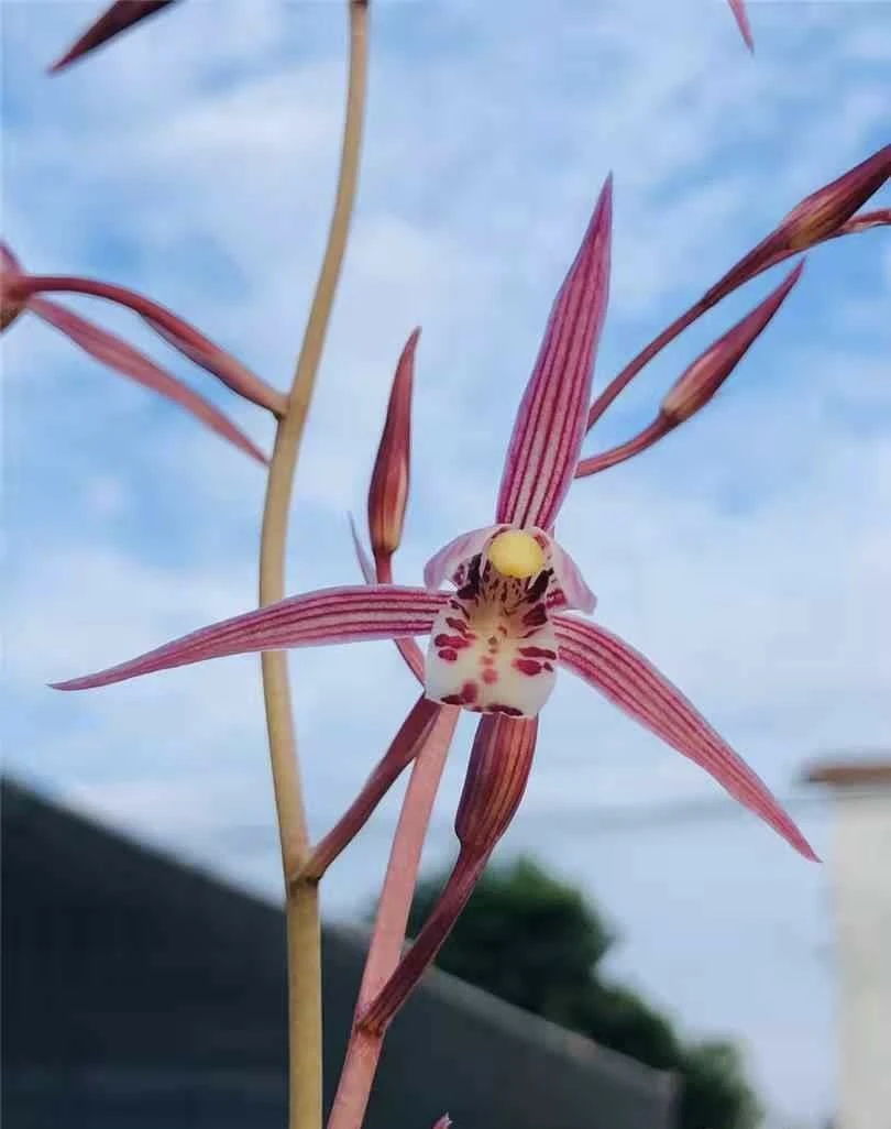 寒兰深情色花浓香