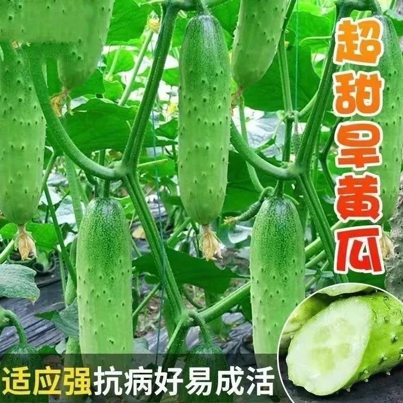 【全店满5元包邮】唐山秋瓜黄瓜种子
