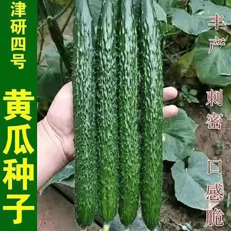 【全店满5元包邮】津研四号黄瓜种子