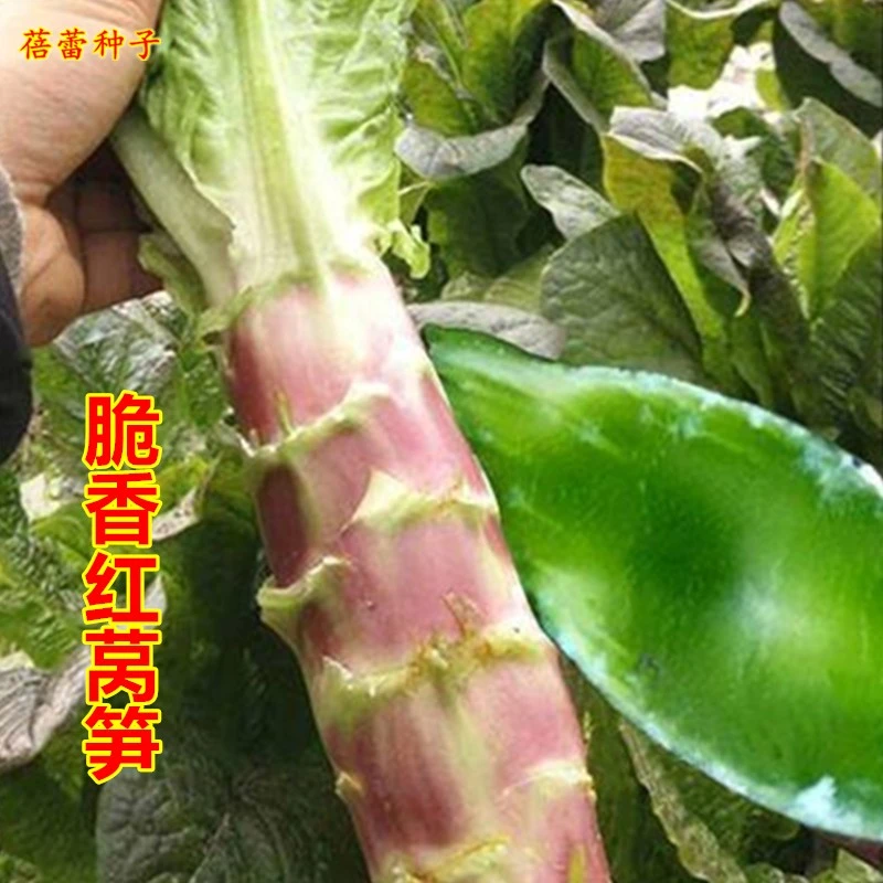 【全店满5元包邮】红芙蓉香莴笋种子