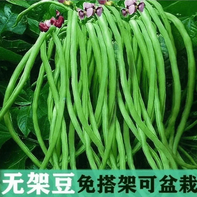 【全店满5元包邮】四季无架长豆角种子