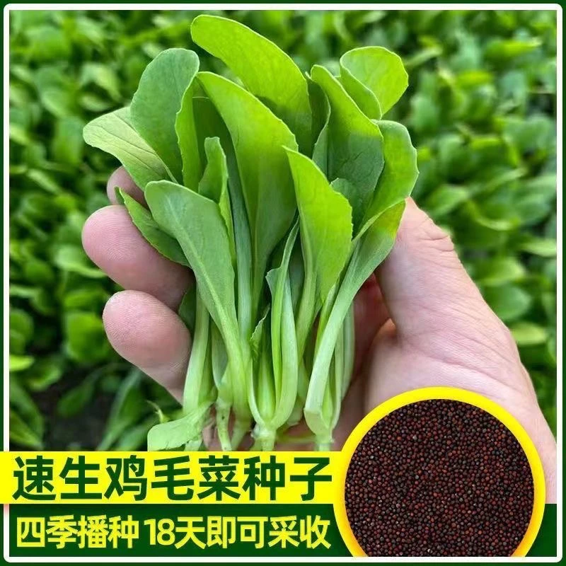适合懒人易发芽【四季鸡毛菜种子】阳台庭院可盆栽简单易种植